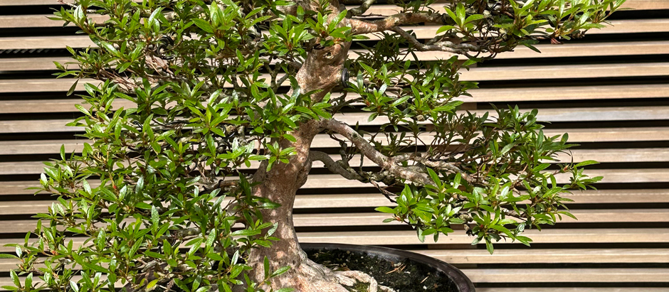 Portland Japanese Garden-Bonsai