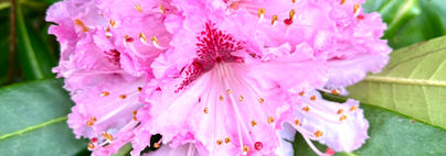 IMG_1349.jpeg