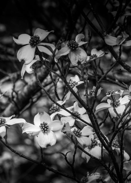 A black-and-white photograph of dogwood blossoms clustered on thin branches, their four-petaled flowers and central buds standing out softly against a tangle of blurred twigs in the background.