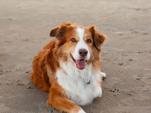 A dog sitting on the beach