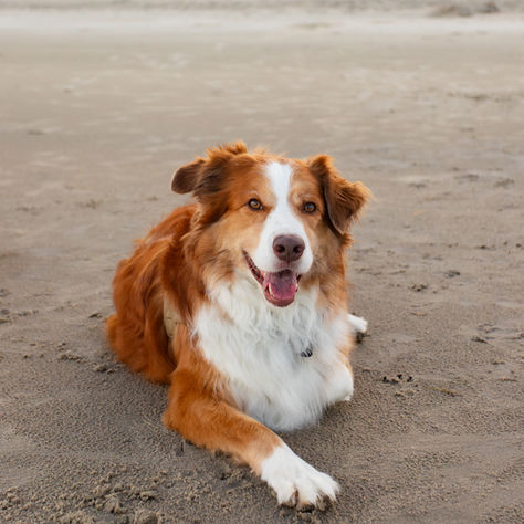 A dog sitting on the beach