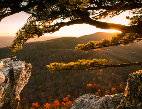 Mountain landscape at sunset with pine tree branches framing view of distant hills and autumn foliage in golden light