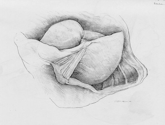 diaphragm0001.jpg