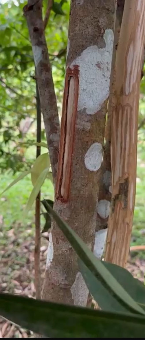 Stripped cinnamon bark