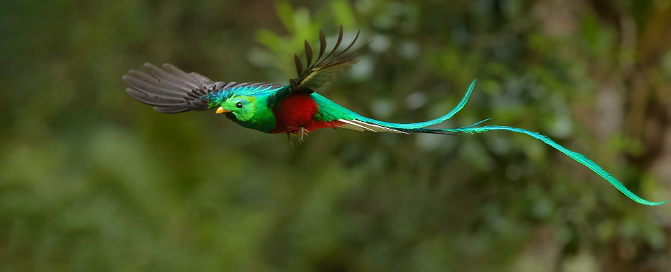 Quetzal in flight