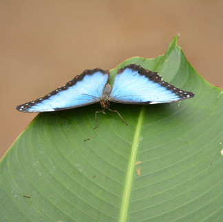 Seeing a blue morpho butterfly resting is rare, you will usually see these awesome butterflies in flight