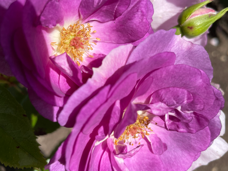 Growing Roses from Cuttings