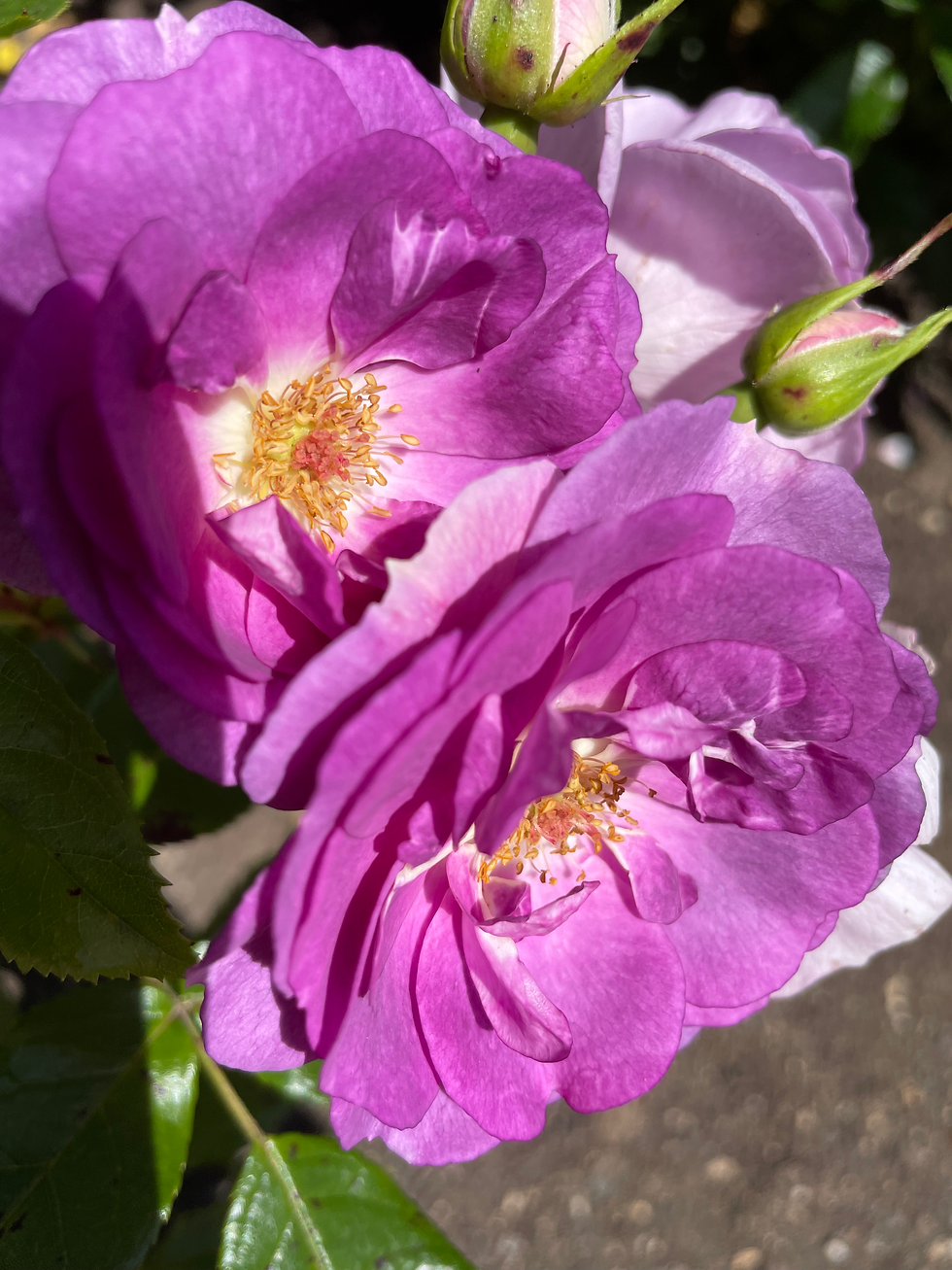 Growing Roses from Cuttings