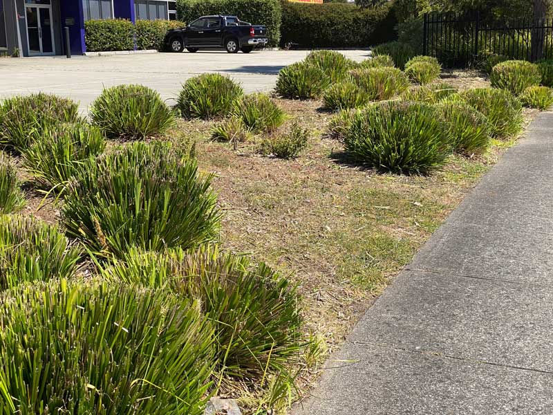 Landscaping at a commercial premises