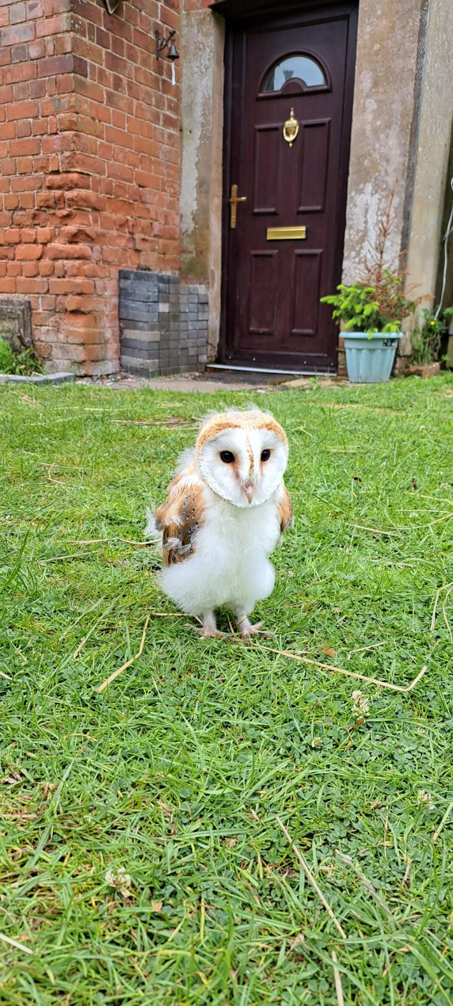 Baby Barn owl- Imprinting