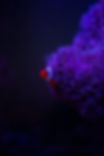 Clownfish_Coral.jpeg