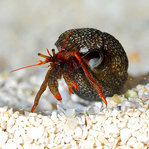 Red Leg Hermit Crabs | Frank's Tanks and F-Aiptasia