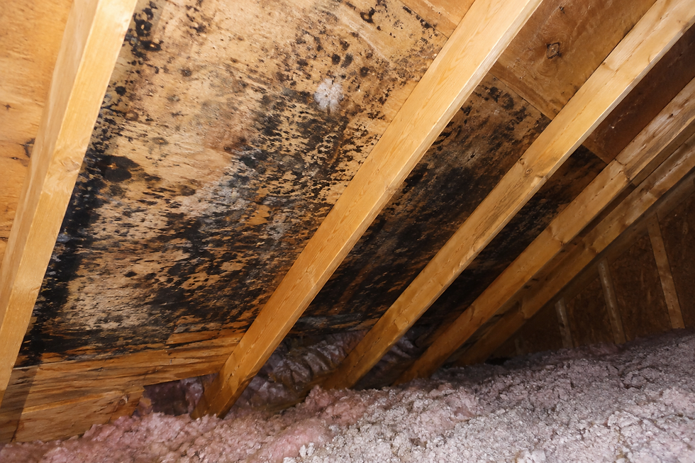 CleanTech mold professional inspecting attic mold growth on roof sheathing in a Morganton, NC home.