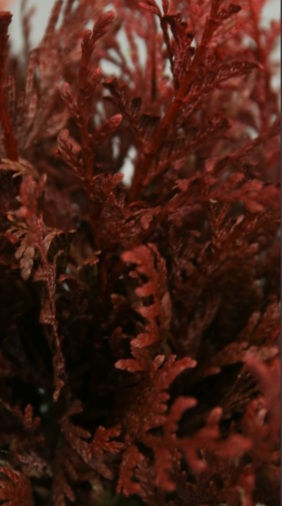 Miniatura: BONSAI PRESERVADO 
