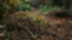 Yard Waste Cleanup