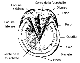 les différentes parties du sabot