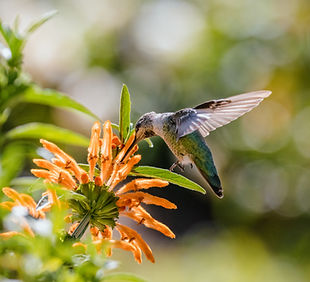 green-humming-bird-flying-orange-flowers-daytime.jpg