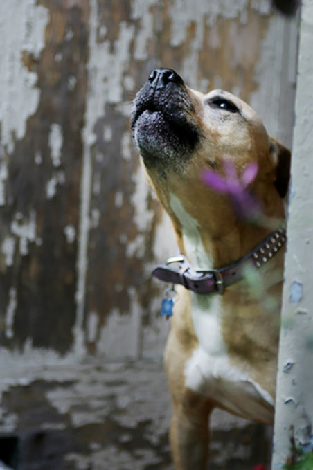 DOGS_web_20070429_Pops&Tucci213_lo copy.jpg