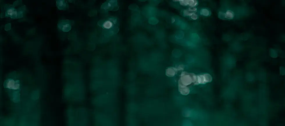 background image_trees.webp