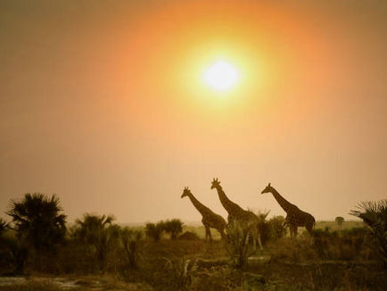 Apply Online for Uganda Visa