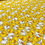 Thumbnail: Rubber Ducks Polycotton Fabric