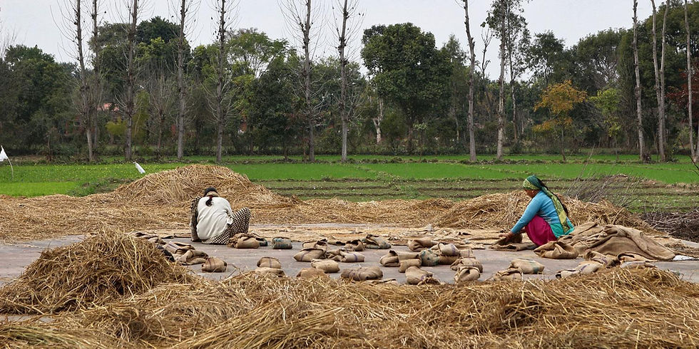 Vandana Shiva triant des graines