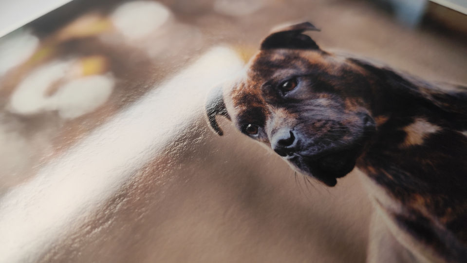 PHOTO DE CHIEN NOIR ET MARRON