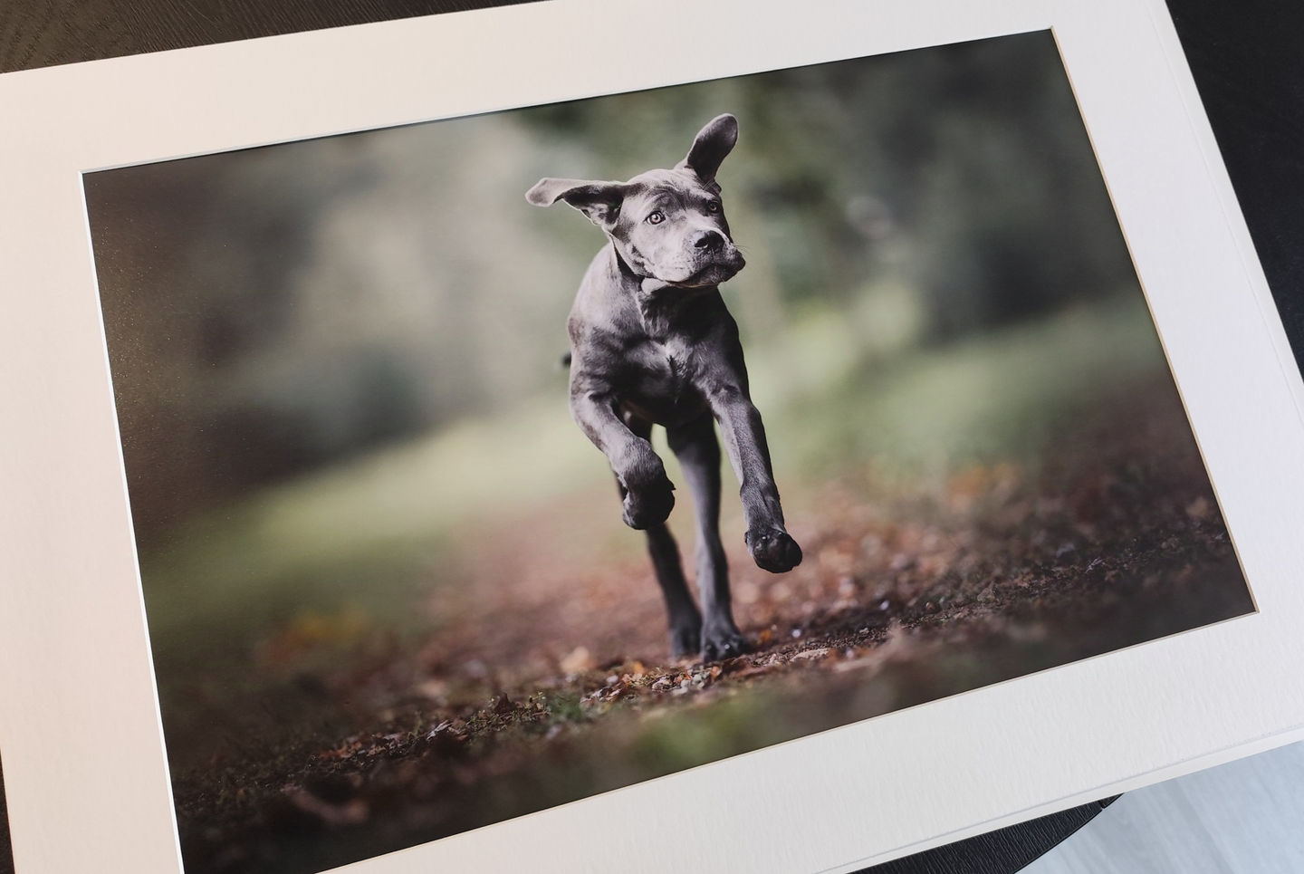 TIRAGE SUR PAPIER FINE ART HAHNEMUHLEPHOTO DE CHIEN NOIR ET MARRON