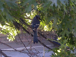 Birds That Like Photoshoots...