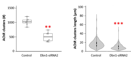 AChR clusters_quantification.tif