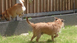 Frank and Alfie