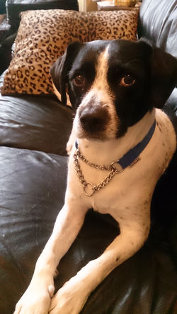 Alfie
