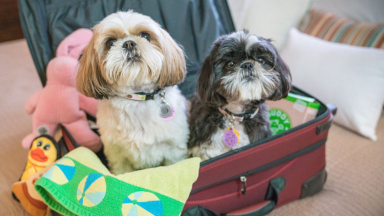 Happy-Tails-Dogs-in-Suitcase.jpeg