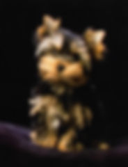 Pic12.jpeg