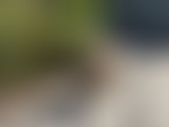 Small dog on a leash walking on a sunny sidewalk during a dog walk, providing reliable care for families with busy back-to-school schedules.