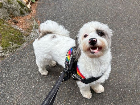 Happy white dog with a black patch on its eye wearing a rainbow harness, smiling during a walk on a paved path in nature. 