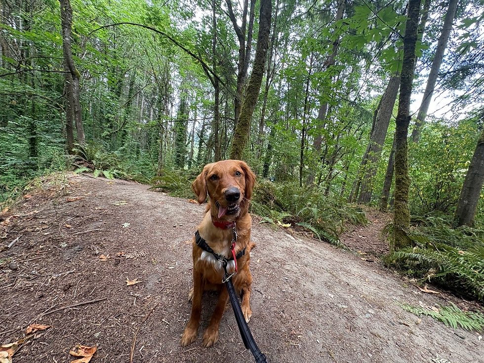 Dog on a midday dog walking routine with a professional walker, providing consistency and enrichment while owner works from home.
