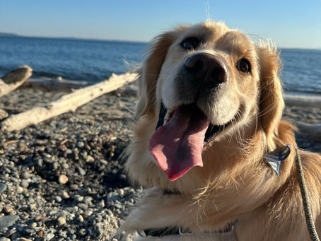 Client of the Month: Milo & Kashi