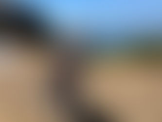 Siberian Husky wearing a purple harness sitting on a dry grassy hill overlooking the water on a sunny day during a dog walk.