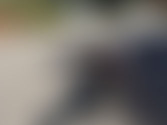 Black and white dog in a harness enjoying a sunny neighborhood walk on a quiet residential street