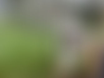 Small white dog with black markings on a leash during a neighborhood walk, walking through tall grass near a wooden fence