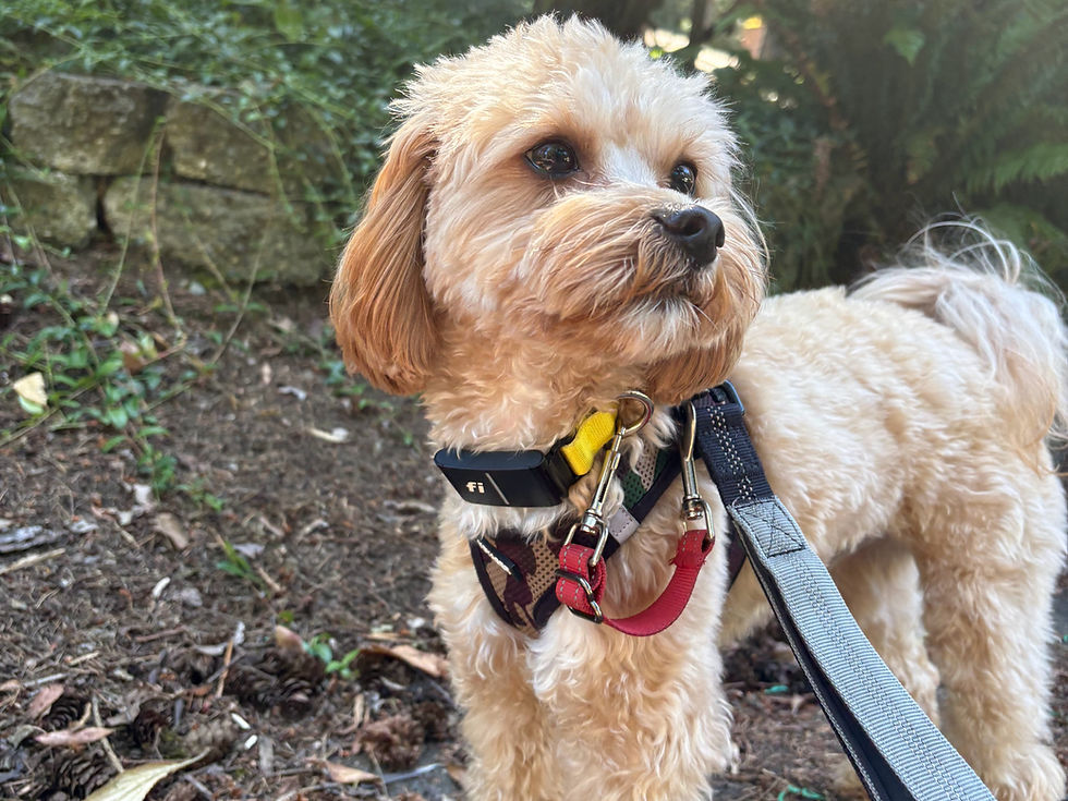 Small tan dog on leash wearing a GPS collar and harness during a routine walk through a shaded, leafy area