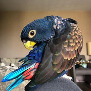 Patty's Pets, LLC logo