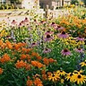 Native plants.jpg