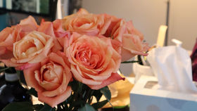 Lovely Roses