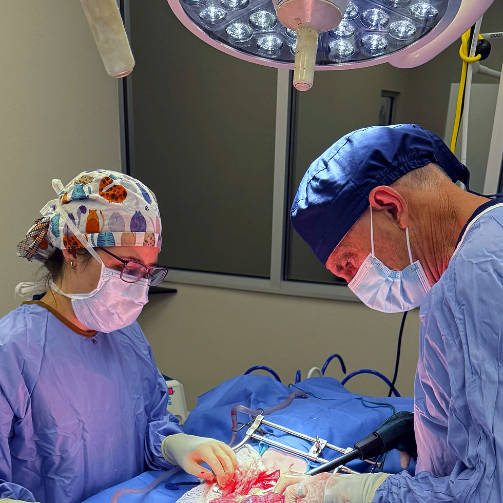 Close-up view of veterinary staff preparing emergency medical equipment
