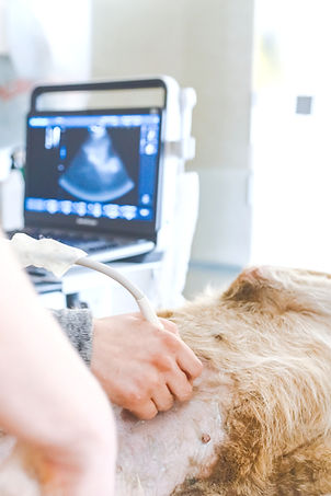 Dog Ultrasound in Gainesville, FL_edited.jpg