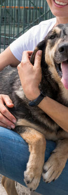 cute-dog-playing-with-woman-in-shelter-for-adoption.jpg