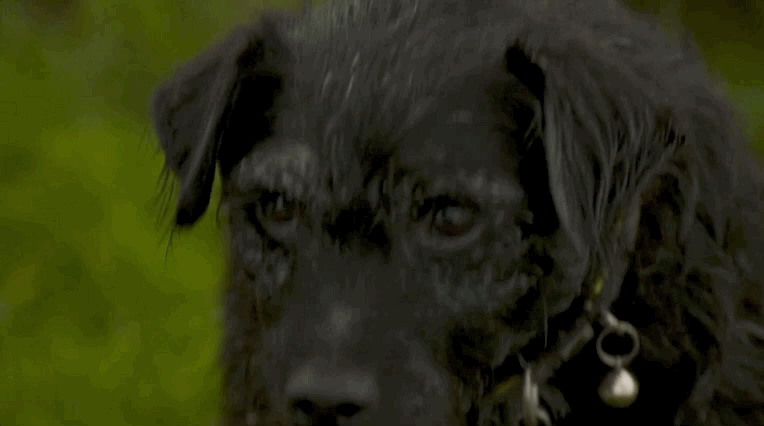 TED.gif