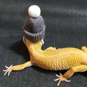 レオパ　ニット帽